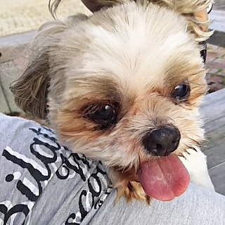 まだまだ若い犬には負けない元気なシー・ズーです。