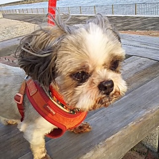 天真爛漫で陽気な癒し系シー・ズーです。