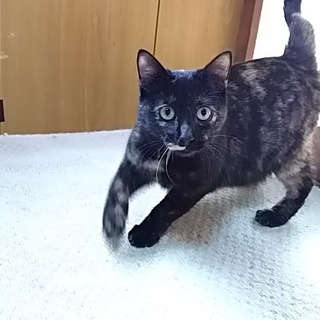 大変珍しい色彩の三毛猫です。