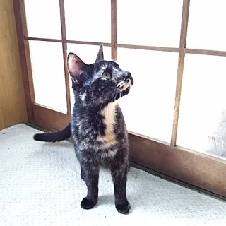 大変珍しい色彩の三毛猫です。