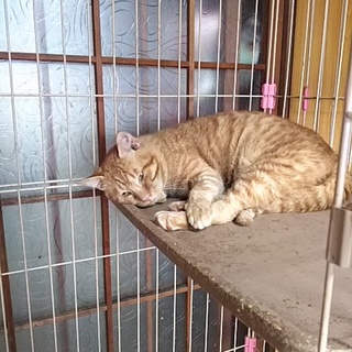 身体はジャンボ君ですが、気持ちの優しい子です。