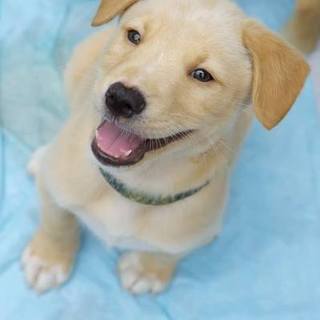 ボク、ライチです