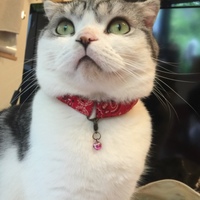 白哉