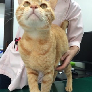 茶トラくん赤い糸繋がりました(*^^*)