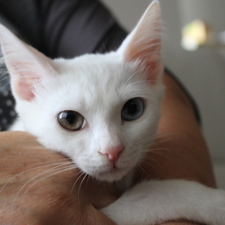 オッドアイの白猫の女の子は馴れなれゴロゴロ！