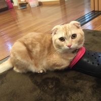 茶琉