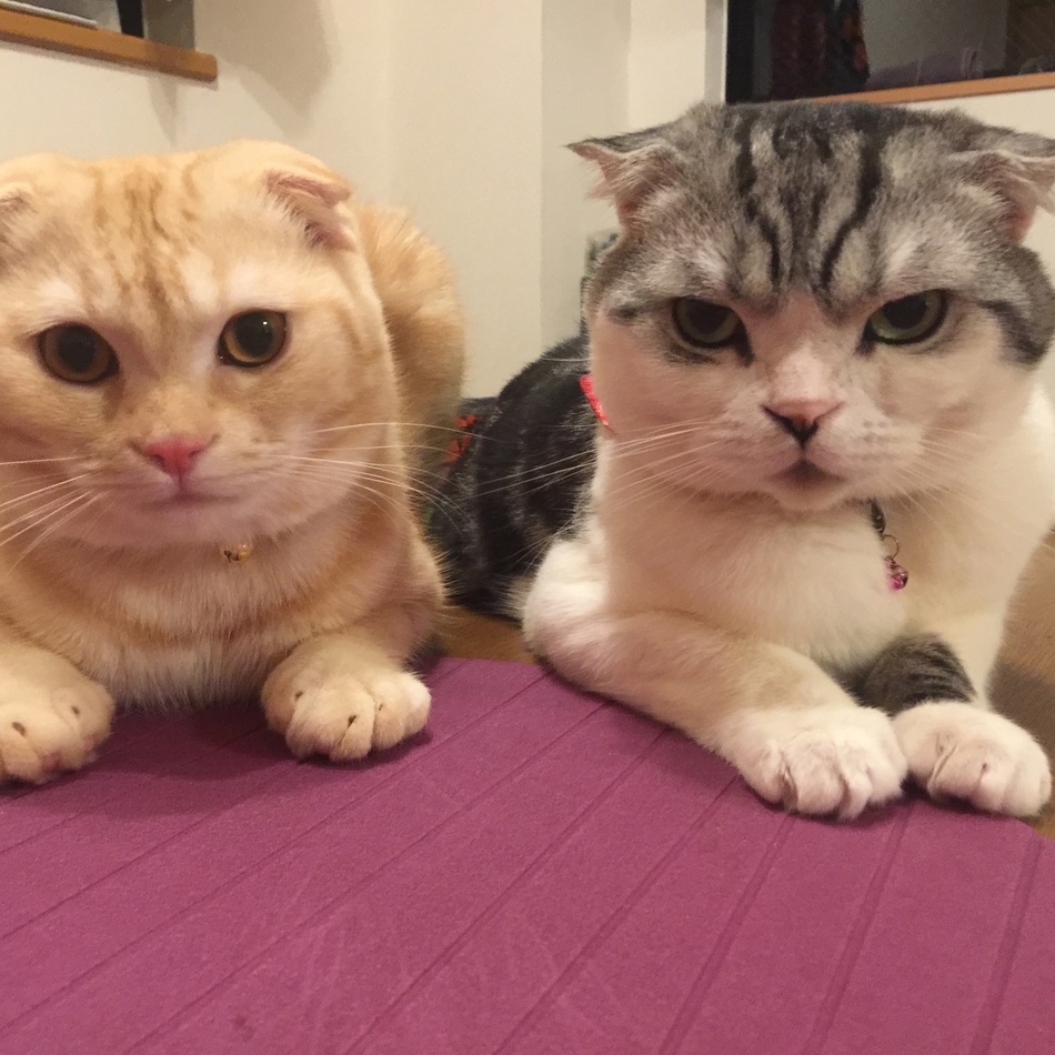 茶琉のカバー写真