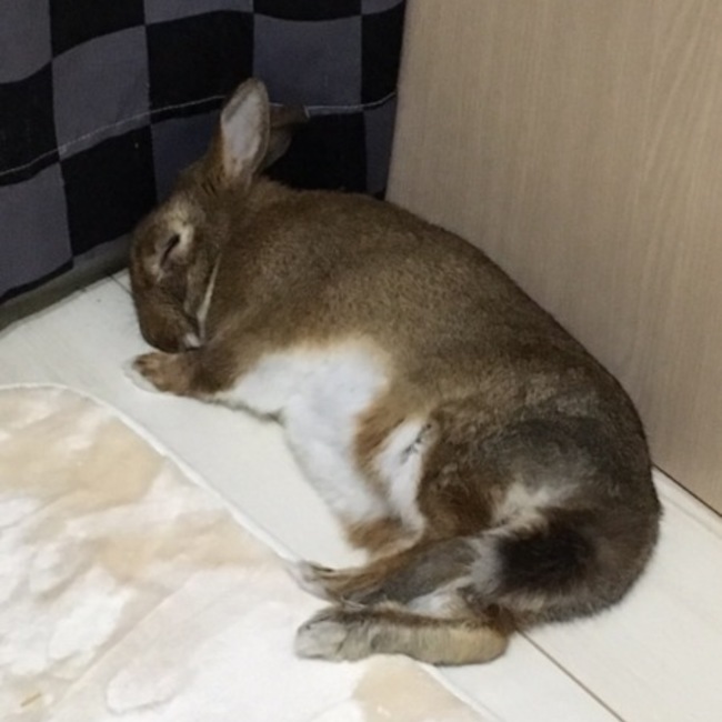 虎次のカバー写真