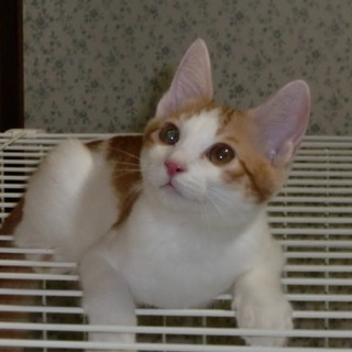 白茶の男の子、少し臆病だけど馴れなれです！