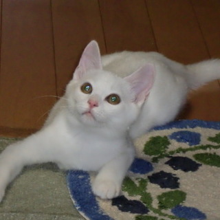 一人遊びが大好きな白猫の女の子です！