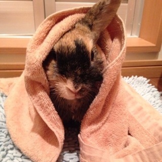 大至急！探しています！