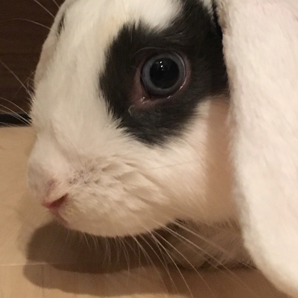 モコのカバー写真
