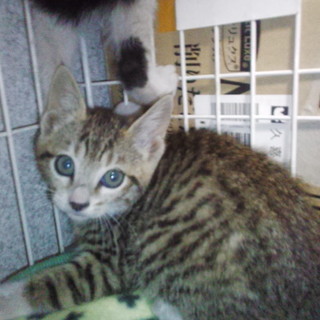 生後3ヶ月の女の子里親募集♪