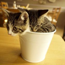 LOVE & Co. オープンシェルターDAYS サムネイル2