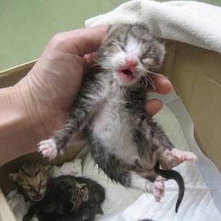 期限7.25月PM４時！乳飲み子４匹ミルボラ急募！