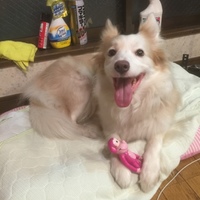マロン