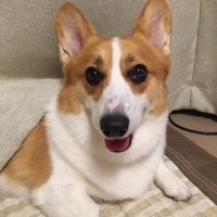 アルバ