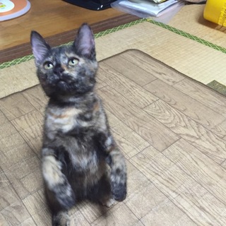 サビのメス2〜3ヶ月