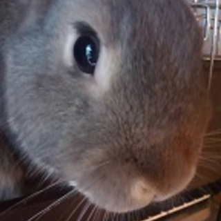 かわいいグレーの女の子うさぎちゃんです。