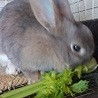 かわいいグレーの女の子うさぎちゃんです。 サムネイル2