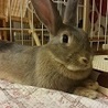 かわいいグレーの女の子うさぎちゃんです。 サムネイル3