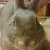 かわいいグレーの女の子うさぎちゃんです。 サムネイル5