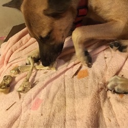 ゲンコツボーン