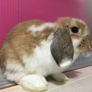 ホーランドロップ♀