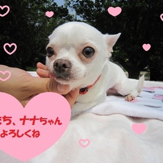 お茶目で甘えん坊な溺愛チワワ　小さな純白天使です