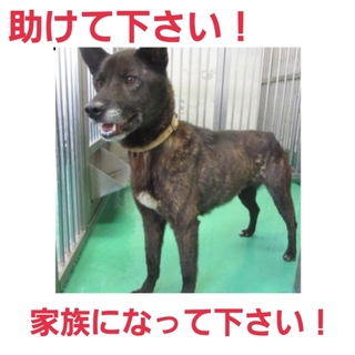 命の期限今日まで！!人が大好き!他の写真あり!!