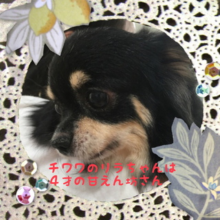 チワワのリラちゃんは大人しい４才の女の子です