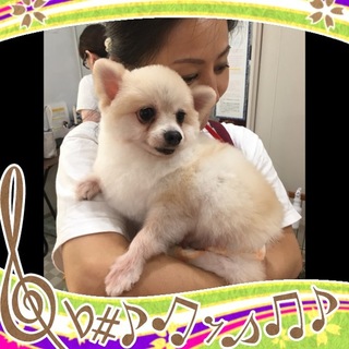 ポメラニアンのウィンちゃんは陽気な４才の女の子