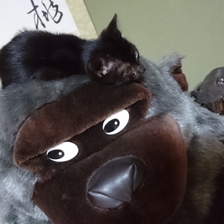 家族になって下さいm(__)m