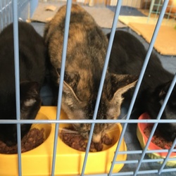 「全員卒業、おめでとう！」サムネイル1