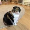 ダイバーよっちゃん