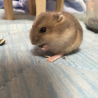 ハムスターの里親募集