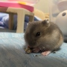 ハムスターの里親募集 サムネイル4