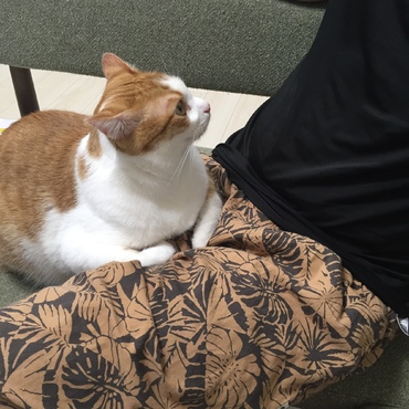 メソの写真
