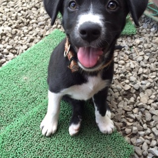 交渉中のため新規応募停止中