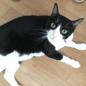 人懐こくて可愛い２歳のオス猫です。