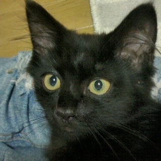 人馴れしています半長毛黒猫スーちゃん♂約4か月　　