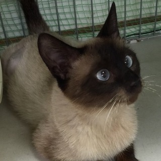愛嬌顔のシャムミックス　性格◎