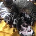 子猫が9匹産まれました