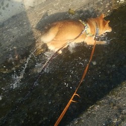 やっとお水に入れるようになりました