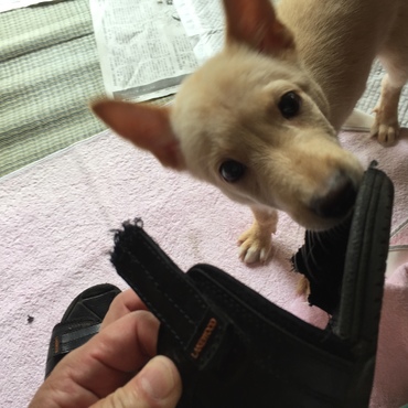 サンダルをかじられた