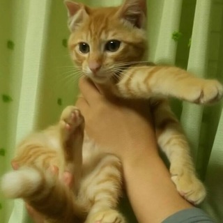 茶トラの男の子