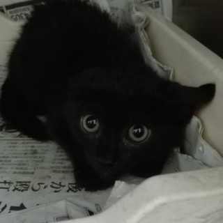 可愛い黒猫パンナくんを助けて下さい！！