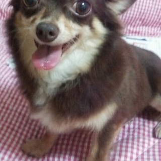 チョコタンの女の子