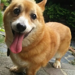 可愛いコーギー