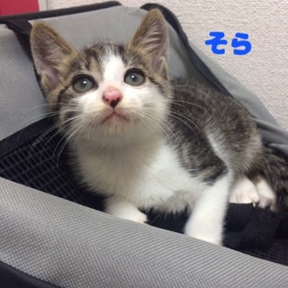 名古屋 そらくんの里親様募集